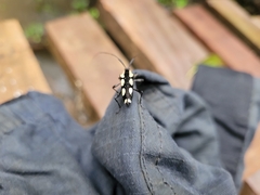 Colobothea cassandra