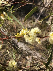 Eucalyptus leptophylla