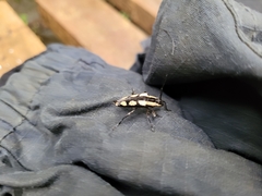 Colobothea cassandra