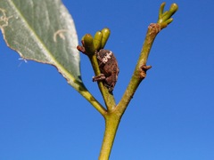 Oxyops fasciatus