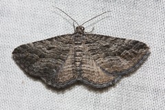 Chrysolarentia severata