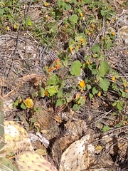 Sphaeralcea coulteri