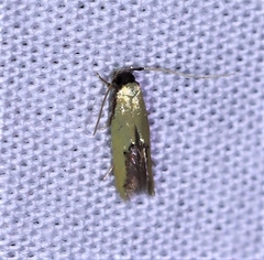 Opogona protodoxa