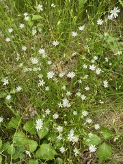 Stellaria graminea