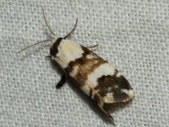 Thallarcha albicollis