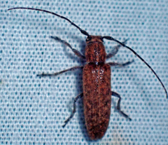 Ataxia brunnea