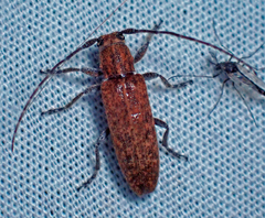 Ataxia brunnea