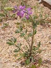 Lupinus arizonicus