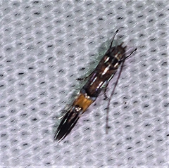 Cosmopterix