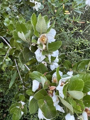 Eucryphia cordifolia