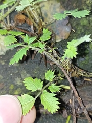 Acaena juvenca