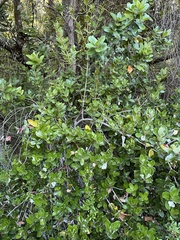 Eucryphia cordifolia