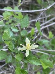 Clematis pauciflora