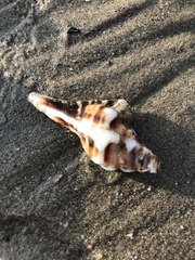 Muricoidea