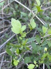 Clematis pauciflora