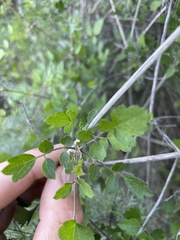 Clematis pauciflora