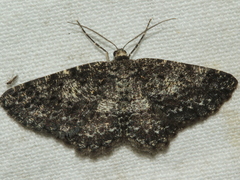 Thallogama nigraria