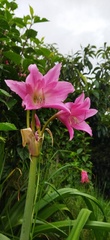 Amaryllis belladonna