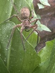 Heteropoda jugulans