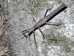 Pseudophasma unicolor
