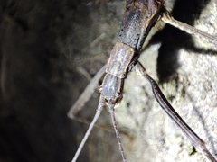 Pseudophasma unicolor