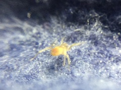 Clubiona spiralis