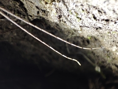 Pseudophasma unicolor
