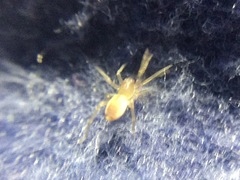 Clubiona spiralis