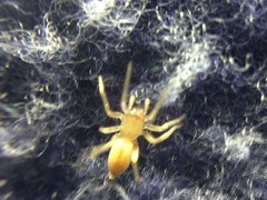 Clubiona spiralis