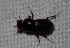 Acrossidius tasmaniae