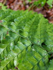 Microlepia strigosa