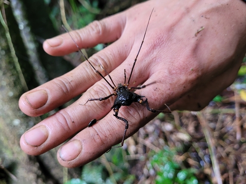 daddy longlegs