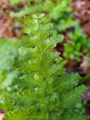 Microlepia strigosa