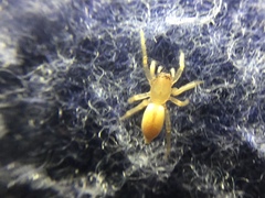 Clubiona spiralis