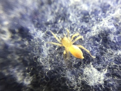Clubiona spiralis