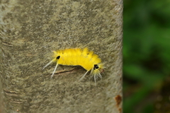 Lophocampa