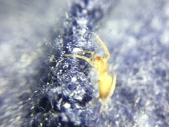 Clubiona spiralis