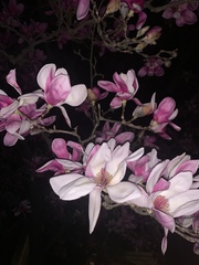 Magnolia × soulangeana
