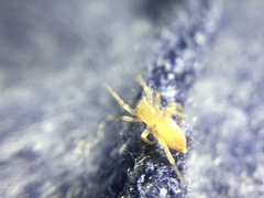 Clubiona spiralis