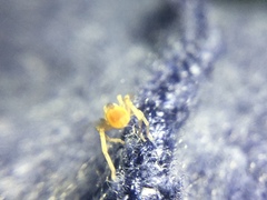 Clubiona spiralis