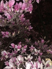 Magnolia × soulangeana