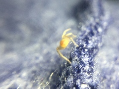 Clubiona spiralis