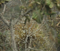 Paepalanthus chiquitensis
