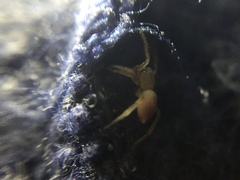 Clubiona spiralis