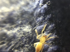 Clubiona spiralis