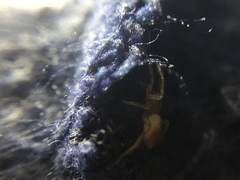 Clubiona spiralis