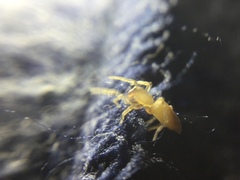 Clubiona spiralis