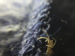Clubiona spiralis