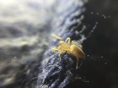 Clubiona spiralis