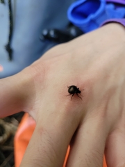Antiteuchus mixtus